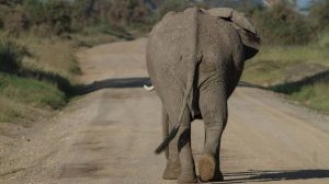 Νότια Αφρική Καταδίωξη ελέφαντα που το έσκασε από το Εθνικό Πάρκο