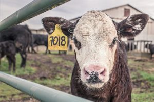 ΗΠΑ Αγελάδες γαλακτοπαραγωγής βρέθηκαν θετικές στη γρίπη των πτηνών