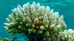 Κλιματική αλλαγή Φόβοι για πρωτοφανή μαζική λεύκανση κοραλλιών