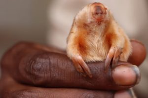 Σπάνιες φωτογραφίες ενός μικρού θηλαστικού (Marsupial mole) που ζει στις αχανείς ερήμους της Αυστραλίας, είδαν το φως της δημοσιότητας